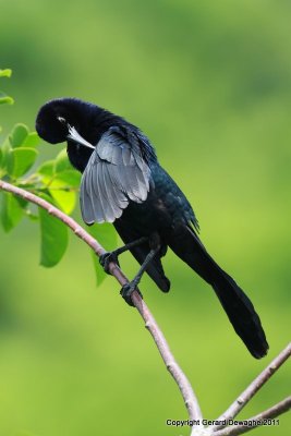 Anhinga