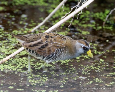 Sora Rail