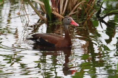 Black Bellied Tree Duck