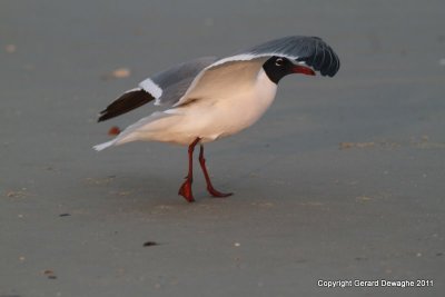 Laughing Gull