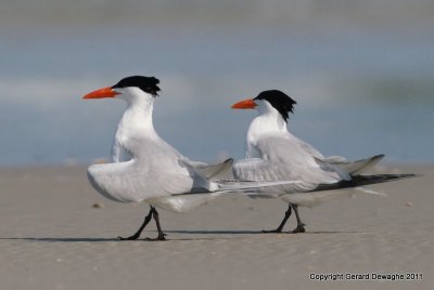 Royal Tern