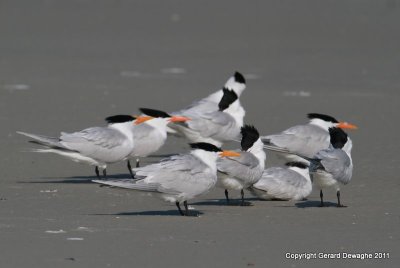 Royal Terns