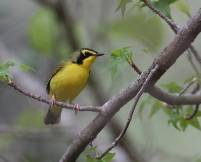 Kentucky Warbler