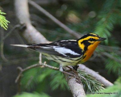 Blackburnian Warbler