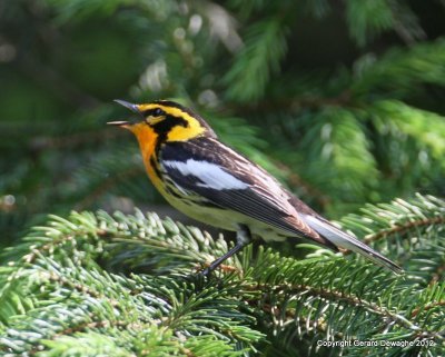 Blackburnian Warbler