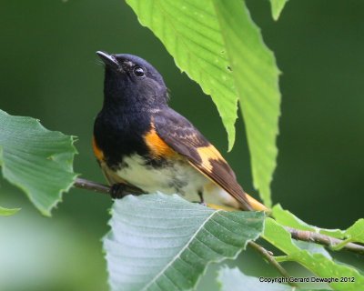 American Redstart