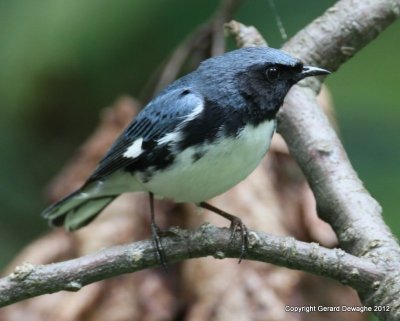Black-throated Blue Warbler