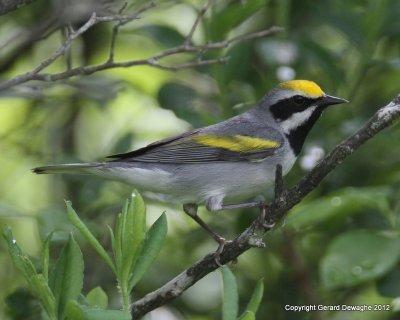 Golden-winged Warbler