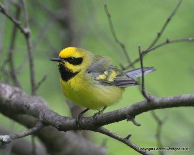 Lawrence's Warbler