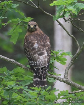 Red-shouldered Hawk