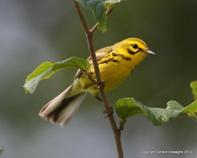 Prairie Warbler