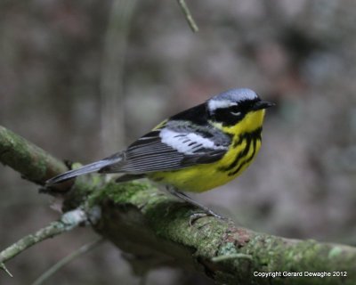 Magnolia Warbler