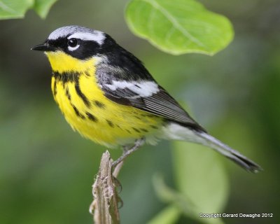 Magnolia Warbler