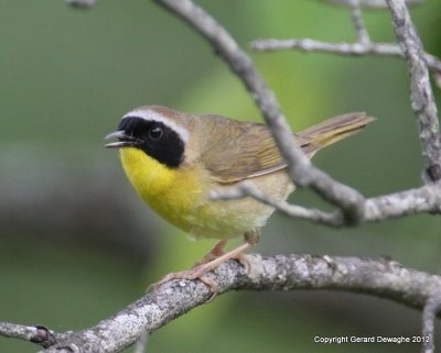 Common Yellowthroat