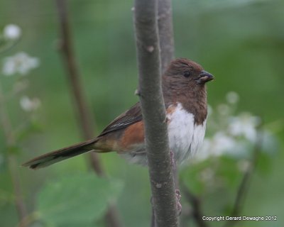 Eastern Towhee