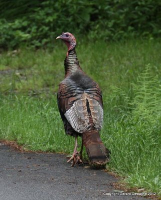 Wild Turkey