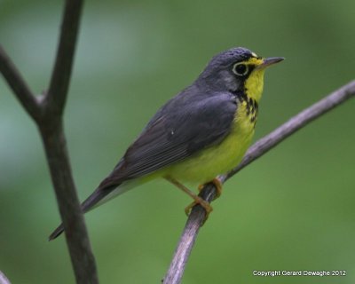 Canada Warbler