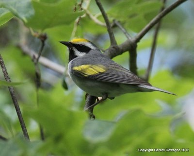 Golden-winged Warbler