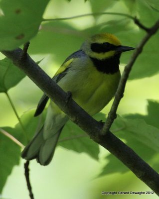 Lawrence's Warbler