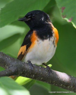 American Redstart