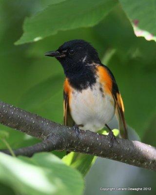 American Redstart