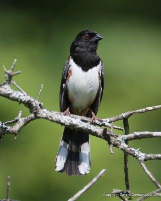 Eastern Towhee
