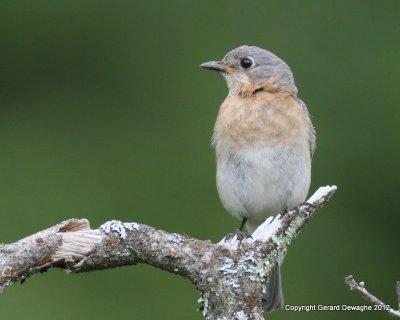 Eastern Bluebird