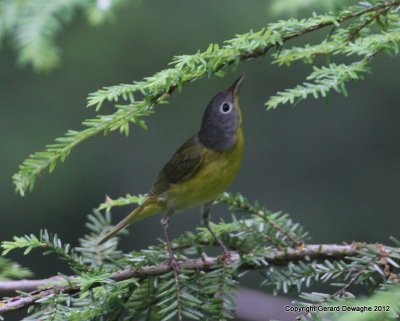 Nashville Warbler