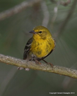 Pine Warbler