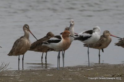 American Avocets & Marbled Godwits