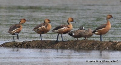 Fulvous Whistling-duck