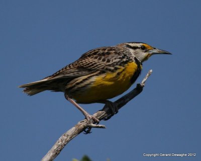 Eastern Meadowlark