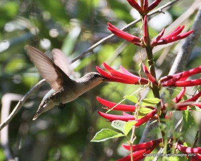 Ruby-thraoted Hummingbird