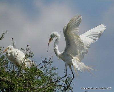 Great Egret