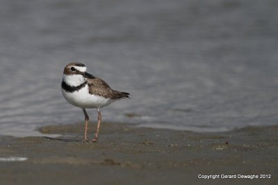 Wilson's Plover