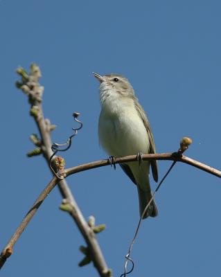 Warbling Vireo