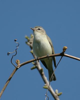 Warbling Vireo