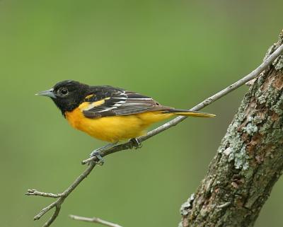 Baltimore Oriole