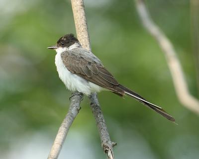 Fork-tailed Flycatcher