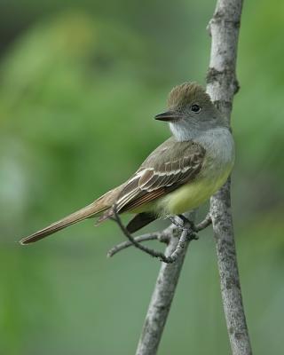 Great-crested Flycatcher