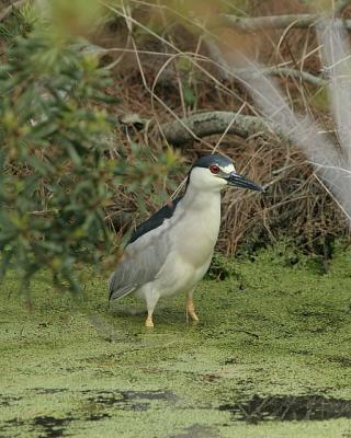 Black-crowned Night-heron