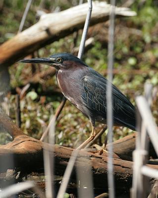 Green Heron