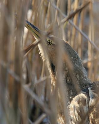 American Bittern