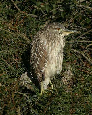 Black-crowned Night-heron