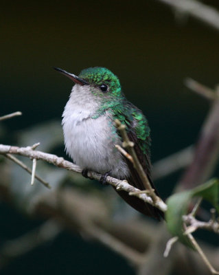 Violet-bellied Hummingbird (fem.)