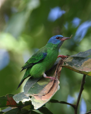 Blue Dacnis (fem.)