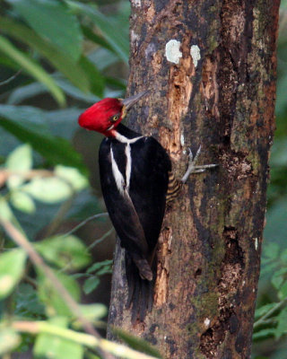Crimsom-crested Woodpecker
