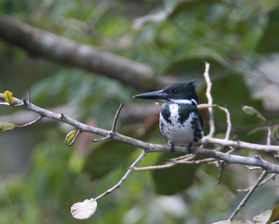 Amazon Kingfisher