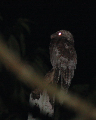 Great Potoo