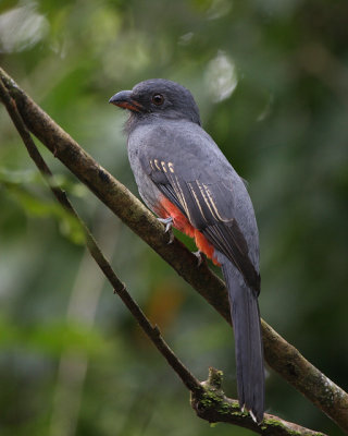 Slaty-tailed Trogon